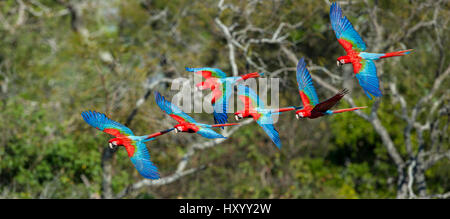 Le rouge et vert ou Aras Aras à ailes vertes (Ara chloropterus) en vol au dessus de la canopée des forêts. Doline Buraco das Araras (de l'Aras), Jardim, Mato Grosso do Sul, Brésil. Septembre. Banque D'Images