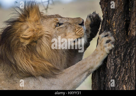 Homme African lion (Panthera leo) rayer arbre à Grand Marais, Nogorongoro Conservation / Parc National de Serengeti, Tanzanie. Mars. Banque D'Images