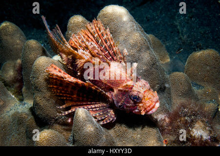 Dendrochirus brachypterus (poisson-papillon taupes) perché sur le corail. Détroit de Lembeh, Sulawesi, Indonésie. Banque D'Images