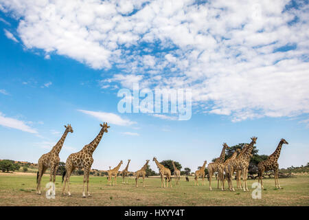 Les Girafes (Giraffa camelopardalis) dans le groupe à la rivière Auob, Kgalagadi Transfrontier Park, Northern Cape, Afrique du Sud, février 2016. Banque D'Images