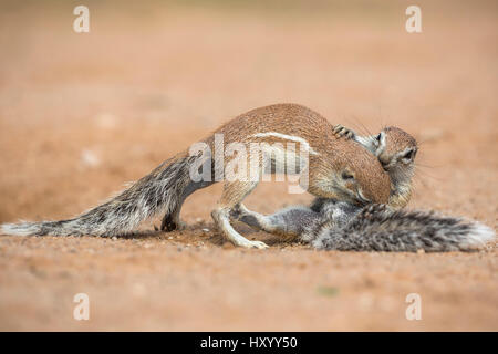 Les écureuils terrestres (Ha83 inauris) toilettage, Kgalagadi Transfrontier Park, Northern Cape, Afrique du Sud, janvier. Banque D'Images