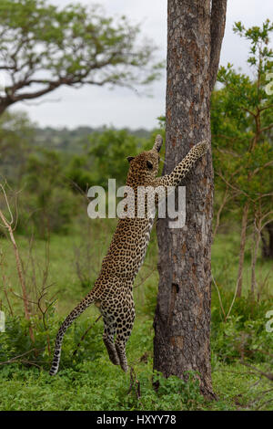 Leopard (Panthera pardus) mâle sur l'arbre à grimper, Londolozi Private Game Reserve, Sabi Sands Game Reserve, Afrique du Sud. Banque D'Images