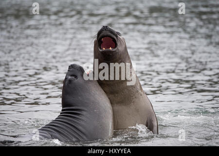 Éléphant de mer du sud (Mirounga leonina) les mâles adolescents sparring. King Edward Point, la Géorgie du Sud. Janvier. Banque D'Images