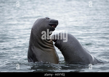 Éléphant de mer du sud (Mirounga leonina) les mâles adolescents sparring. King Edward Point, la Géorgie du Sud. Janvier. Banque D'Images