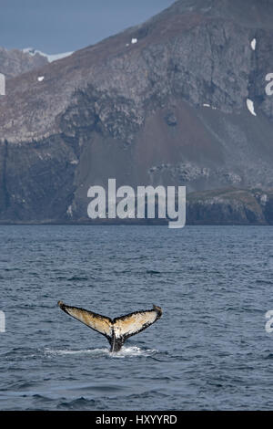 Queue d'une baleine à bosse (Megaptera novaeangliae). Point de Weddell, la Géorgie du Sud. Janvier. Banque D'Images