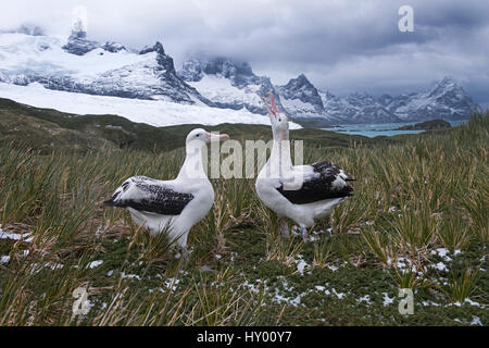 Albatros hurleur (Diomeda exulans) paire dans la parade nuptiale à Trollheim, la Géorgie du Sud. Janvier 2015. Banque D'Images