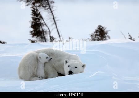 L'ours polaire (Ursus maritimus) mère avec des petits âgés de 3 mois, à den. Le parc national Wapusk, Manitoba, Canada. Banque D'Images