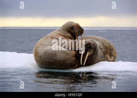 Deux morses (Odobenus rosmarus) reposant sur la glace. Le bassin Foxe, au Nunavut, Canada. Banque D'Images