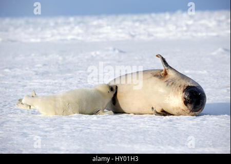 Femme Phoque du Groenland (Phoca groenlandicus) avec suckling pup. Îles de la Madeleine, golfe du Saint-Laurent, Québec, Canada. Banque D'Images