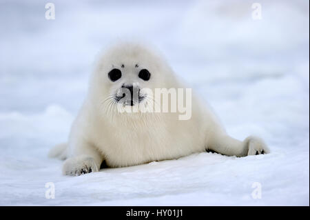 Portrait de phoque du Groenland (Phoca groenlandicus) pup sur la glace de mer. Îles de la Madeleine, golfe du Saint-Laurent, Québec, Canada. Banque D'Images