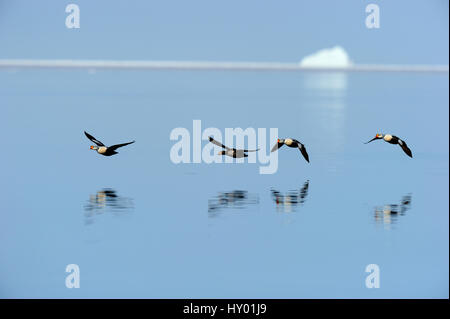 Canard eider à tête grise (Somateria spectabilis) volant au-dessus de l'eau. Banquise, Arctic Bay, Nunavut, Canada. Banque D'Images