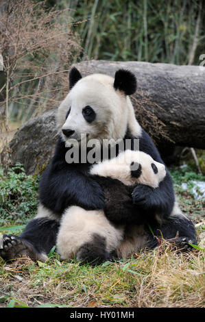 Panda géant (Ailuropoda melanoleuca) mère et son petit. La réserve naturelle de Wolong, Wenchuan, dans la province du Sichuan, Chine. En captivité. Banque D'Images
