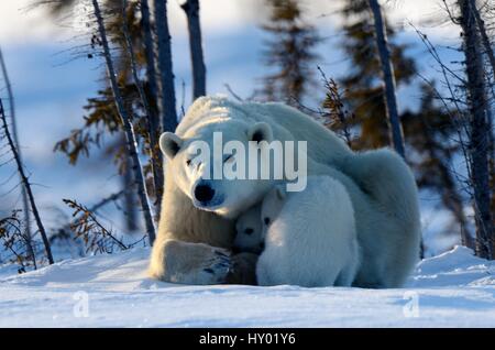 Mère de l'ours polaire (Ursus maritimus) avec deux oursons de 3 mois, en provenance de den. Le parc national Wapusk, Churchill, Manitoba, Canada. Mars. Banque D'Images