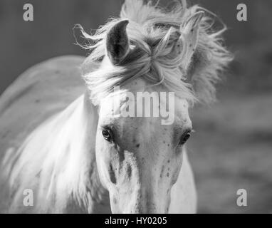 Tête et crinière d'étalon Andalou gris tournant en arène de corrida, le sud de l'Espagne, l'Europe. Banque D'Images