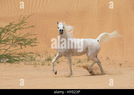 L'étalon gris Arabain trottant dans la région de désert de dunes près de Dubaï, Emirats Arabes Unis. Banque D'Images