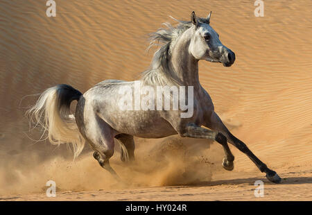 Gris pommelé Arabian stallion fonctionnant en désert de dunes près de Dubaï, Emirats Arabes Unis. Banque D'Images