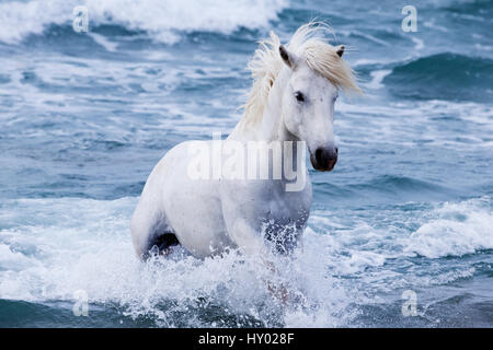 Étalon blancs provenant de la mer, Camargue, France, Europe. Mai. Banque D'Images