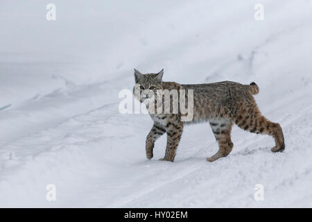 Lynx roux (Lynx rufus) pause en hiver la neige, Yellowstone, USA. Janvier. Banque D'Images