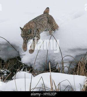 Lynx roux (Lynx rufus) sauter en hiver la neige, Yellowstone, USA. Janvier. Banque D'Images