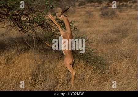 (Litocranius walleri Gerenuk mâle) debout sur ses pattes de se nourrir de l'Acacia. La Réserve nationale de Samburu, Kenya. Banque D'Images