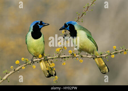 Jay vert paire (Cyanocorax yncas). Texas, USA. Banque D'Images