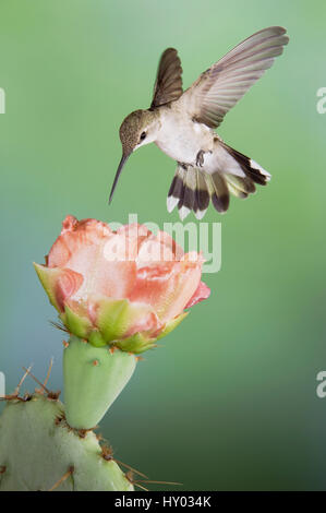Colibri à gorge noire (Archilochus alexandri) femmes en vol se nourrissant de Texas Prickly Pear Cactus (Opuntia lindheimeri). Hill Country, Texas, USA. Banque D'Images