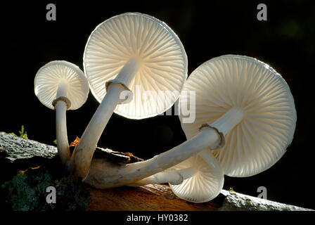 Jusqu'à la sous les branchies des toadstools champignon de porcelaine (Oudemansiella mucida), Cornwall, UK. Banque D'Images