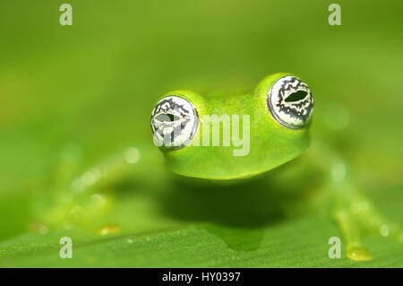 Verre fantôme (Centrolenella grenouille ilex), Costa Rica. Banque D'Images