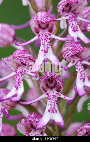 Singe Rare / hybride Dame orchid (Orchis simia x purpurea). Peut-être unique à Hartslock réserve naturelle (SSSI), Oxfordshire, UK. Mai. Banque D'Images