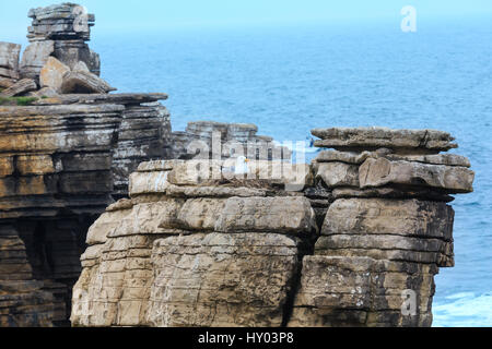 L'océan Atlantique d'été côte rocheuse et mouette nichent sur rock top(Peniche, Portugal). Banque D'Images