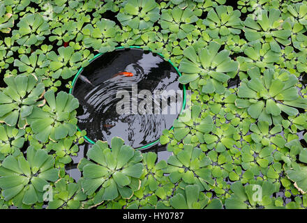 Red carpe dans un étang qui est envahi de laitue verte Banque D'Images