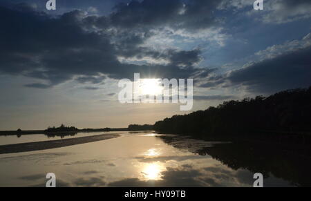 Dans la forêt de mangrove côtière tropicale. Les mangroves sont des arbres tolérant le sel et sont adaptés à la vie dans des conditions côtières. Banque D'Images