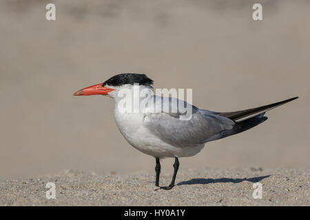 Une sterne caspienne repose sur une plage de Californie après la chasse pour ses jeunes. Ces grandes moyennes gull sont bruyants et sternes frappante dans l'apparence. Banque D'Images