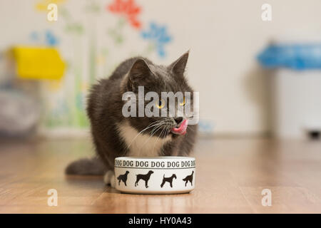 Un chat gris se nourrit d'un chien's cup et lèche son nez Banque D'Images