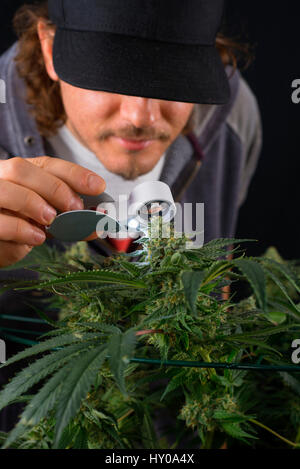 Détail de jeune homme contrôler le cannabis cola (Thousand Oaks (variété de marijuana) avec des poils visibles et les feuilles sur la fin de la floraison - isolated over blac Banque D'Images