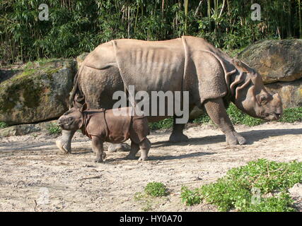 À une corne, mère rhinocéros indien (Rhinoceros unicornis) avec son bébé baleineau à ses côtés. Banque D'Images