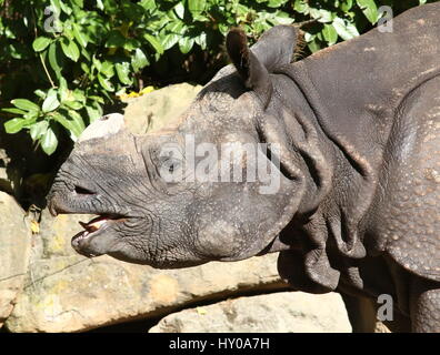 Extreme close-up de la tête de à une corne, mature rhinocéros indien (Rhinoceros unicornis). Banque D'Images