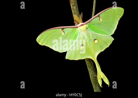 Luna Moth isolé sur fond noir Banque D'Images