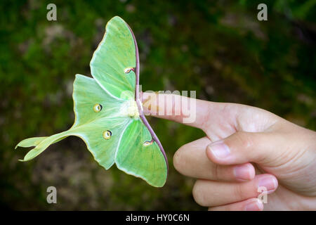 Luna Moth sur le repos sur la main des personnes Banque D'Images