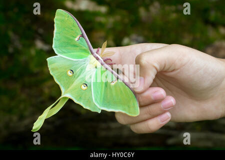 Luna Moth sur le repos sur la main des personnes Banque D'Images