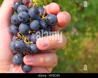 Vendanges, bouquet dans une main d'homme Banque D'Images