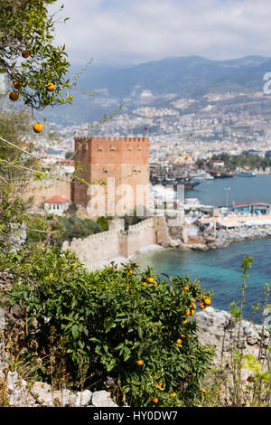 Orangers dans une mise au point et de la baie d'Alanya Tour Rouge mer et montagne floue Banque D'Images