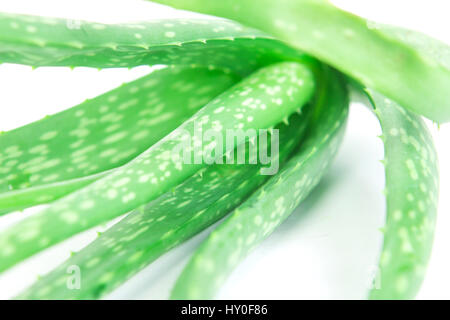 Close up fresh aloe vera sur fond blanc Banque D'Images