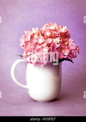 Hortensia douce fleurs dans vase blanc Banque D'Images