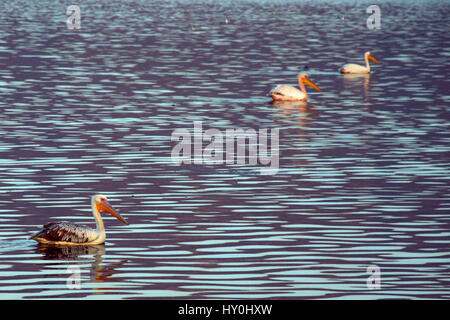 Grand pelican dans ana sagar lake, Ajmer, Rajasthan, Inde, Asie Banque D'Images