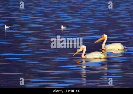 Grand pelican dans ana sagar lake, Ajmer, Rajasthan, Inde, Asie Banque D'Images