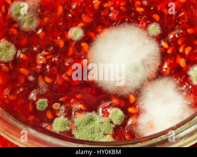 Moule sur la mauvaise qualité de la confiture de framboises dans un pot de verre, top view close up. Banque D'Images