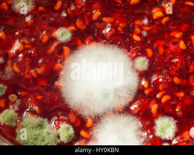 Moule sur la mauvaise qualité de la confiture de framboises dans un pot de verre, top view close up. Banque D'Images