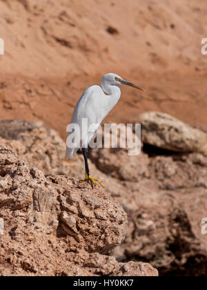 Le récif de l'ouest (Egretta gularis blanc) aussi appelé l'Aigrette des récifs de l'ouest, est une entreprise de taille moyenne dans le sud de l'Europe trouve heron, l'Afrique et des régions Banque D'Images