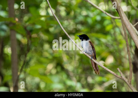 Seychelles, La Digue. La Veuve Réserve Naturelle. Les Seychelles Paradise flycatcher (WILD : Terpsiphone corvina), gravement menacés, endémique à L Banque D'Images